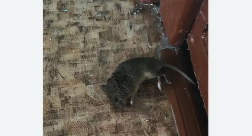 Дезинфекция от мышей в Звенигово