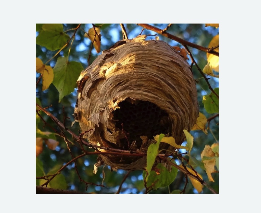 Обработка от шершней в Звенигово