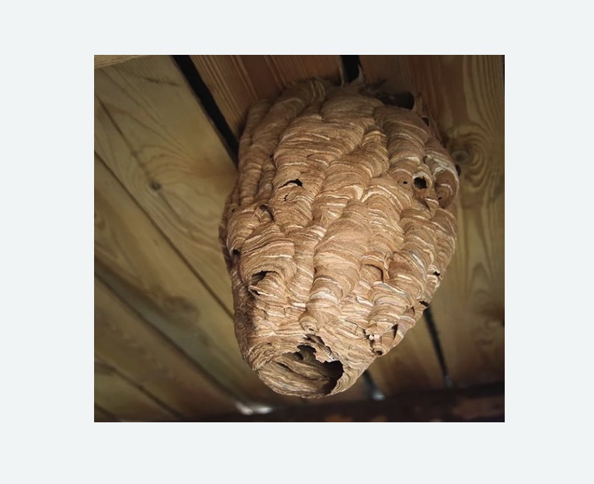 обработка от шершней в Звенигово