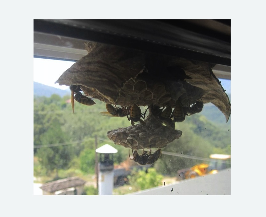 Уничтожение гнёзд шершней в Звенигово