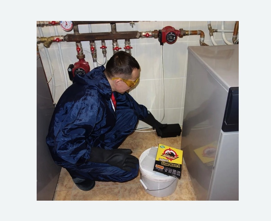 Уничтожение крыс в Звенигово