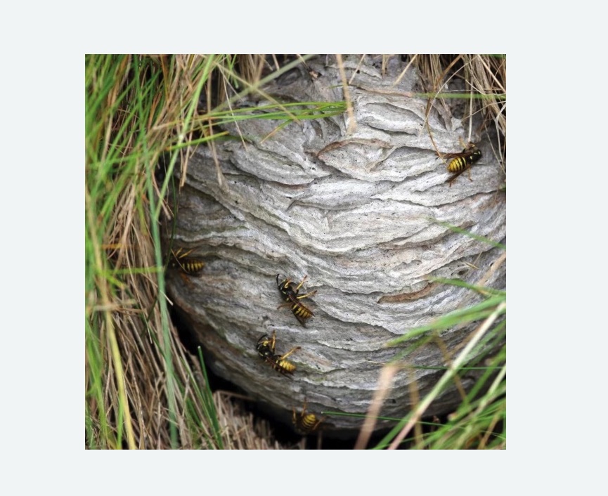 Уничтожение ос и ульев в Звенигово